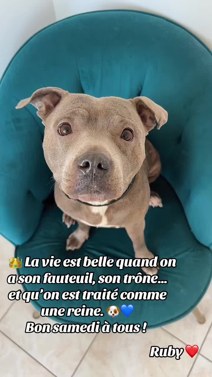 @rubylove_staffie94