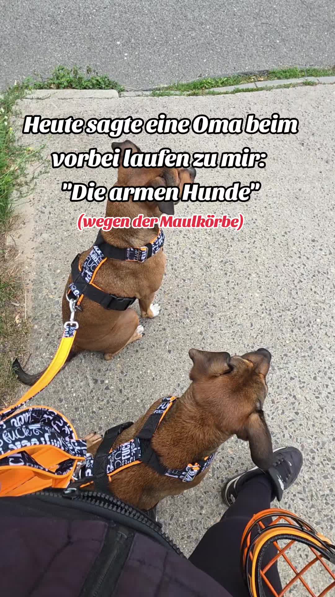 @Staffordshiremix Geschwister🐾