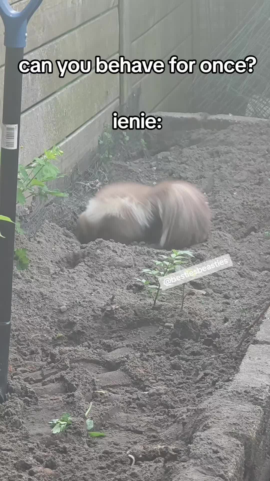 @Bestiesbeasties