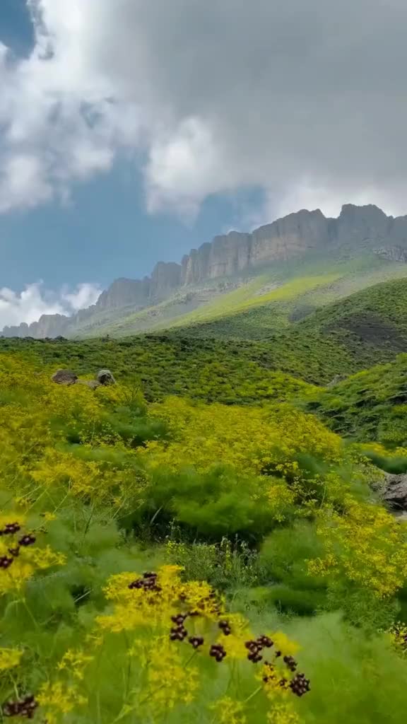 @devran🕊️