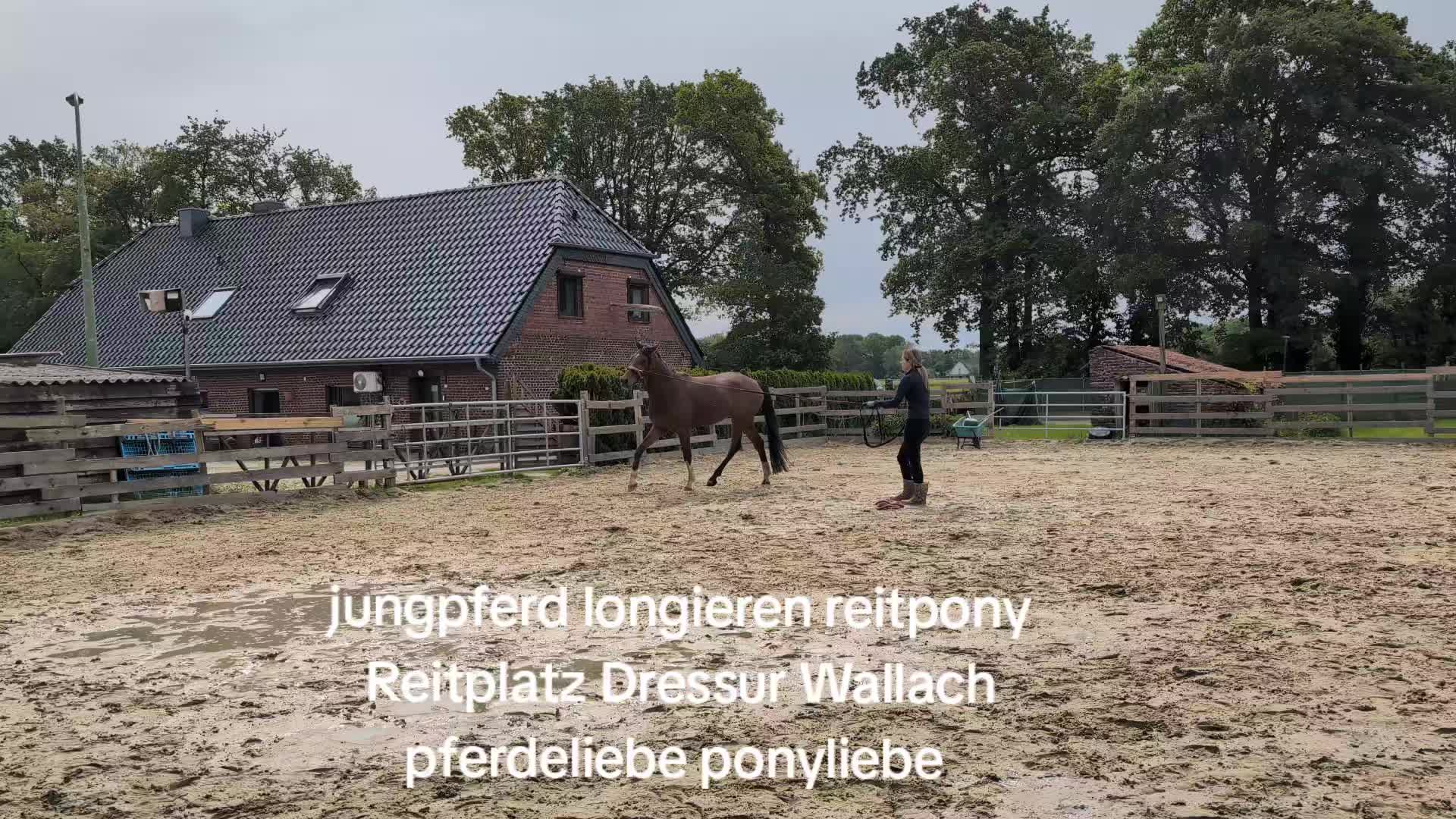 @Steffis_horse_world