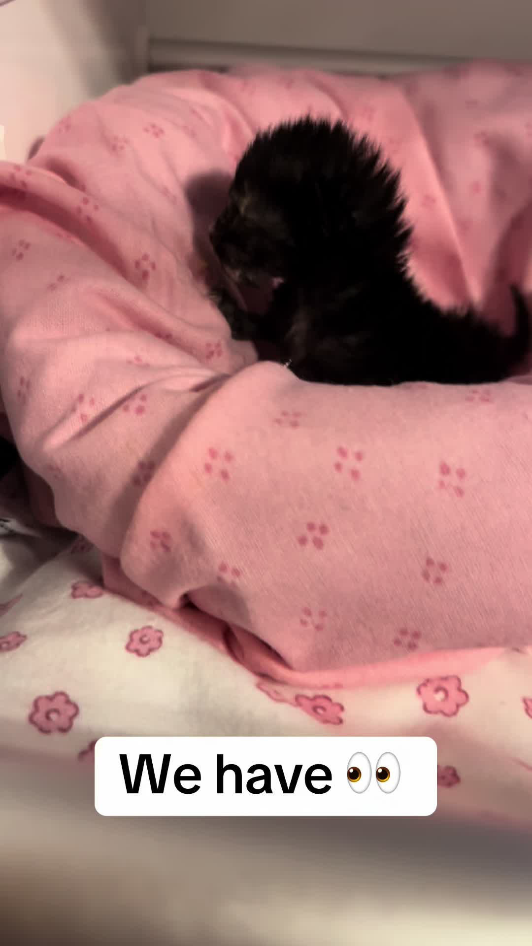 @Kitten.mama