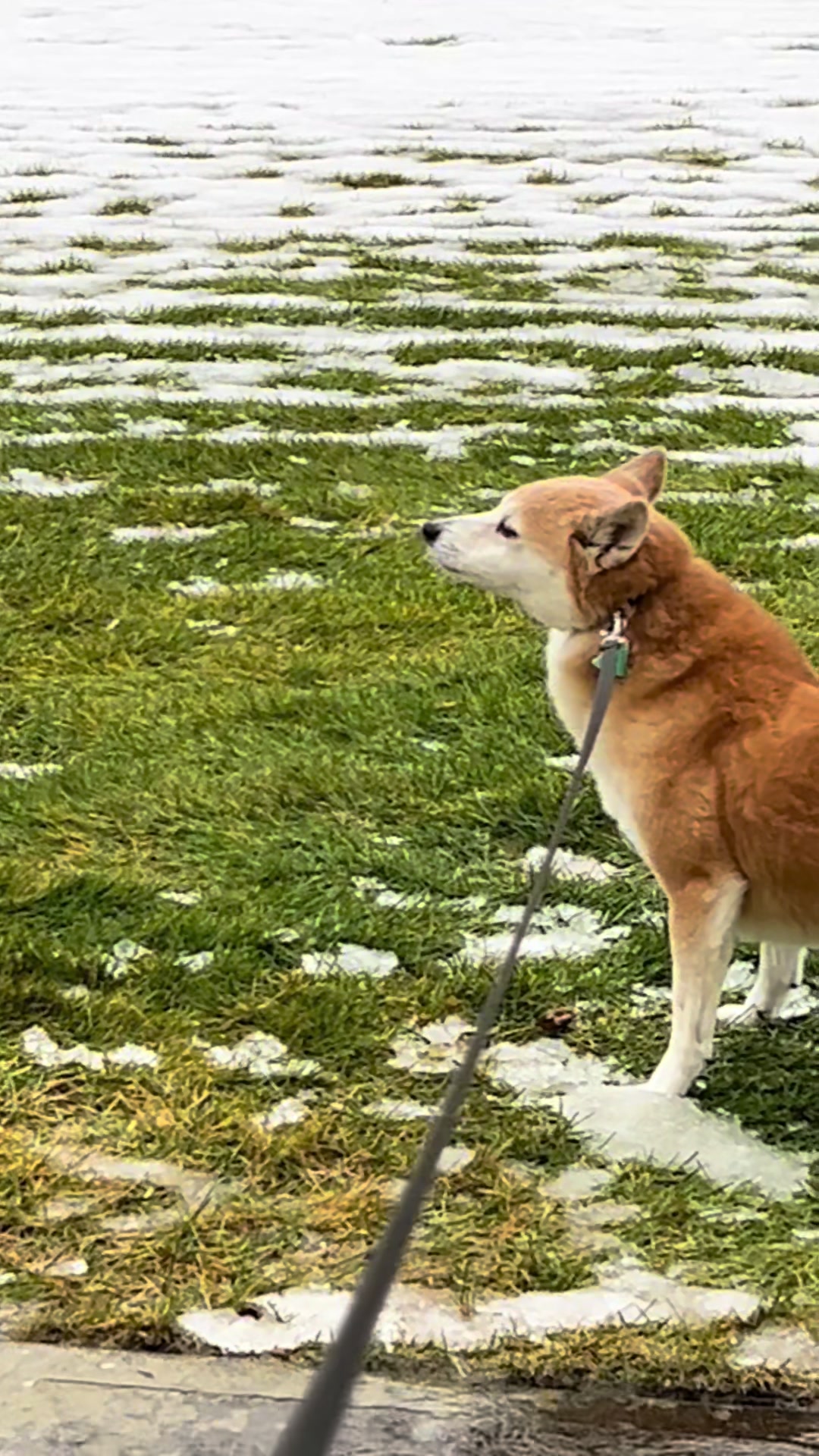 @sevshiba