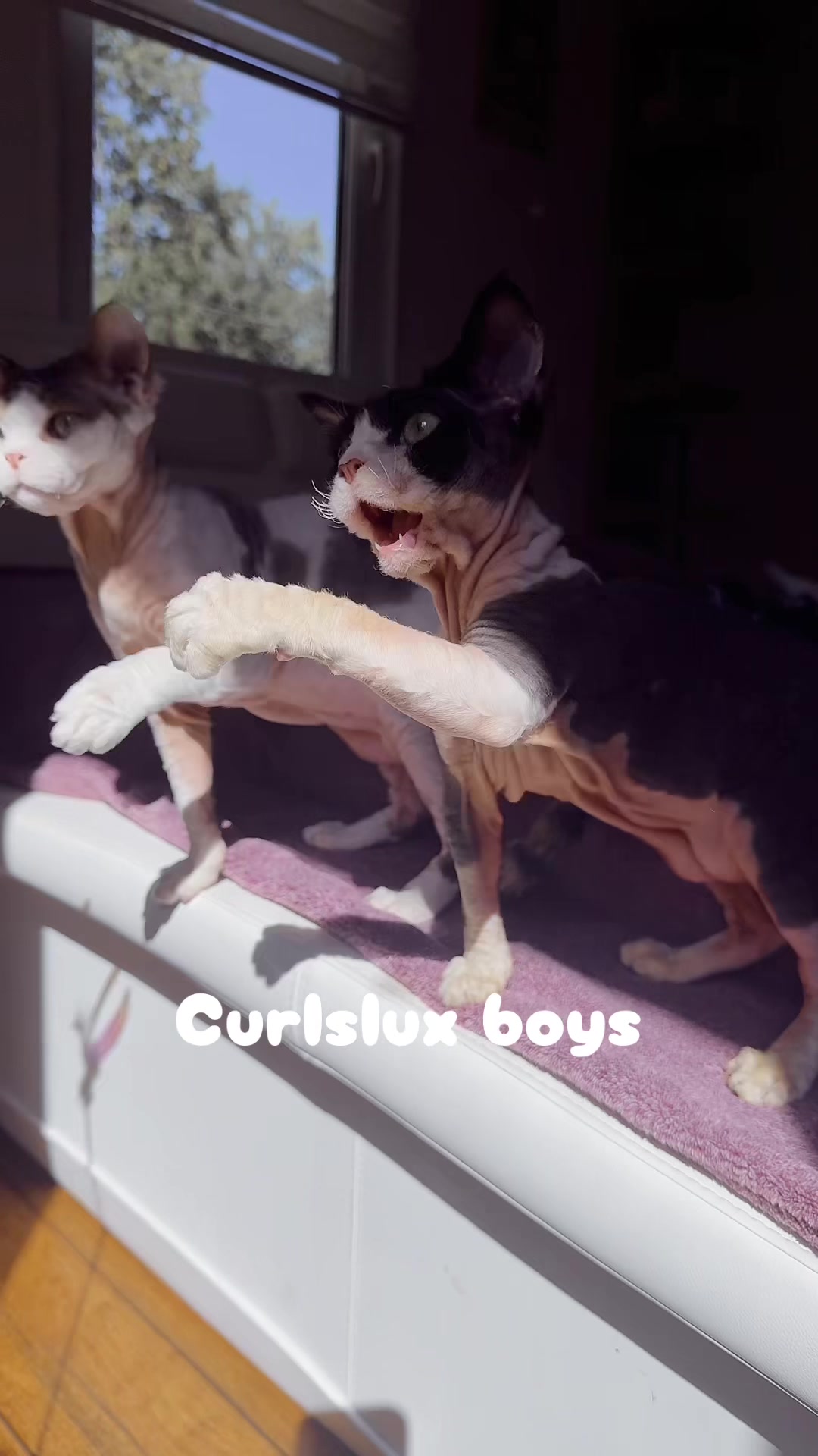 @Curlslux cattery!!🇺🇸