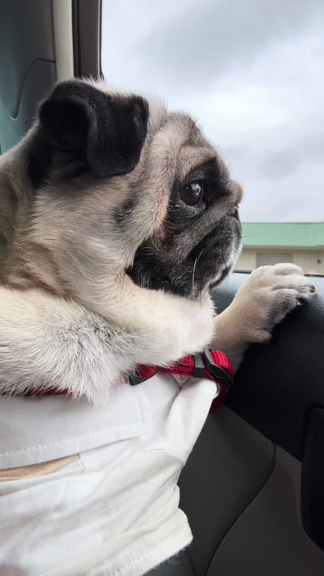 @Rocki the Pug ๐ถ