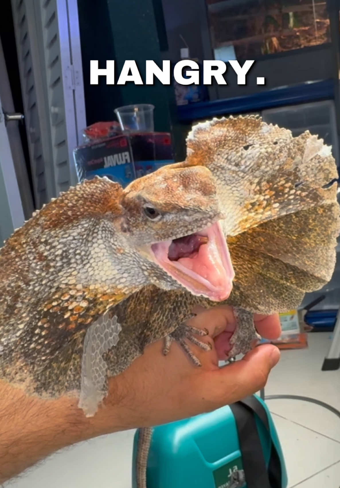 @Tommys_reptiles