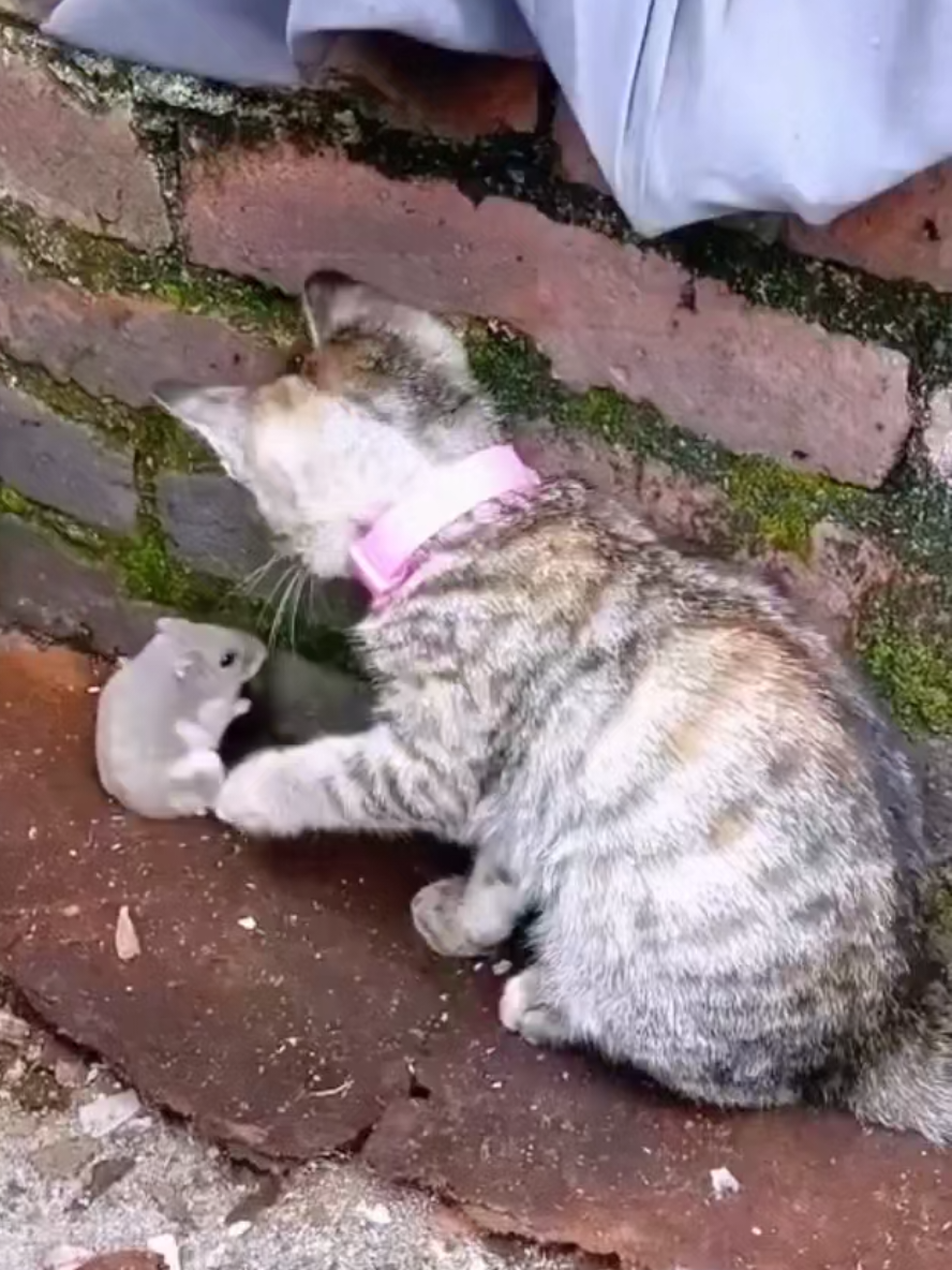 @Gatosetravessuras@10