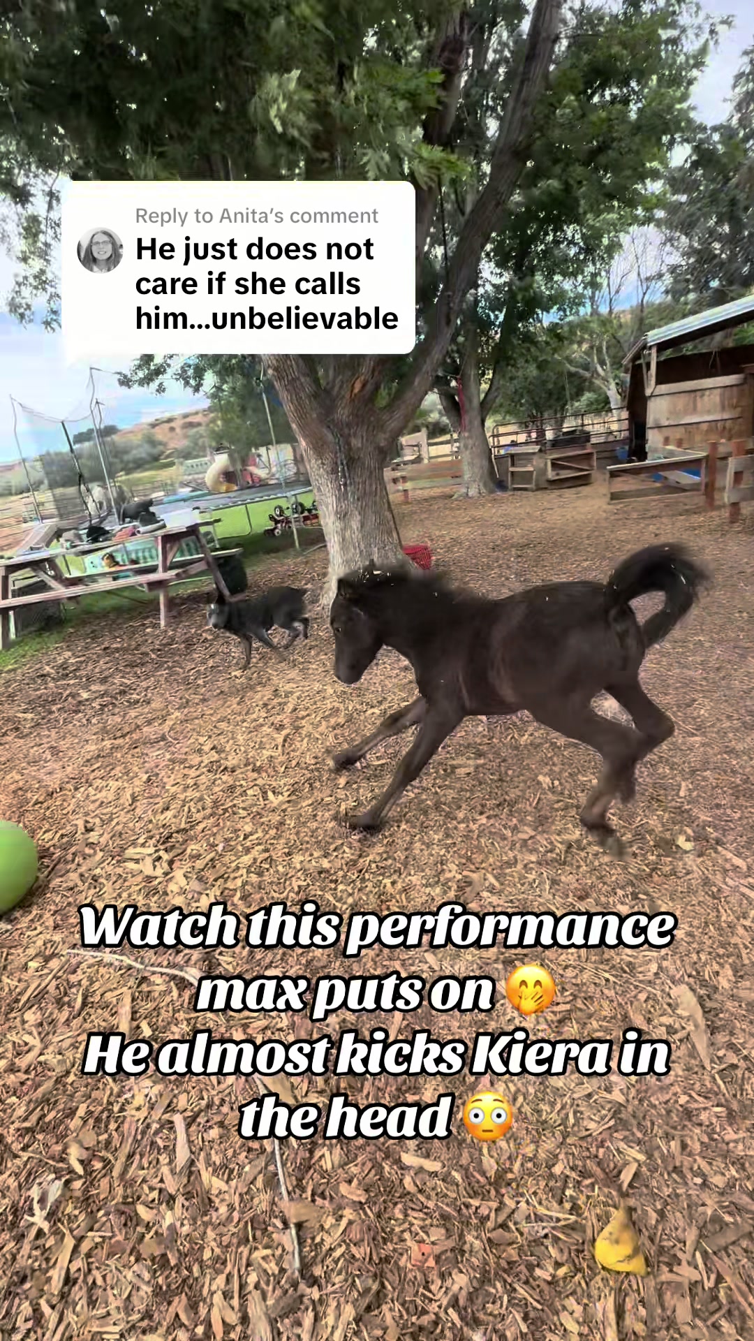 @Hot Sauce the Mini horse 🐎