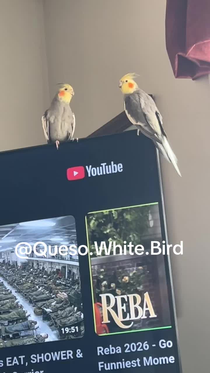 @Queso White Bird 🕊️