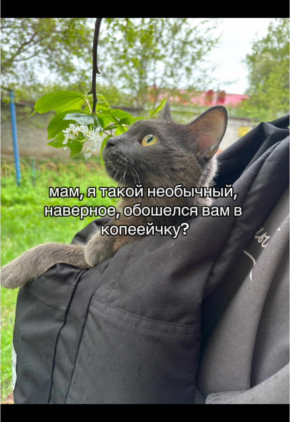 @pypeny