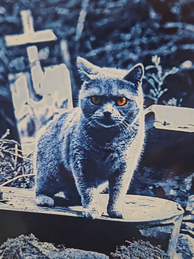 @𝘼𝙕 𝘾𝙤𝙡𝙡𝙚𝙘𝙩𝙤𝙧