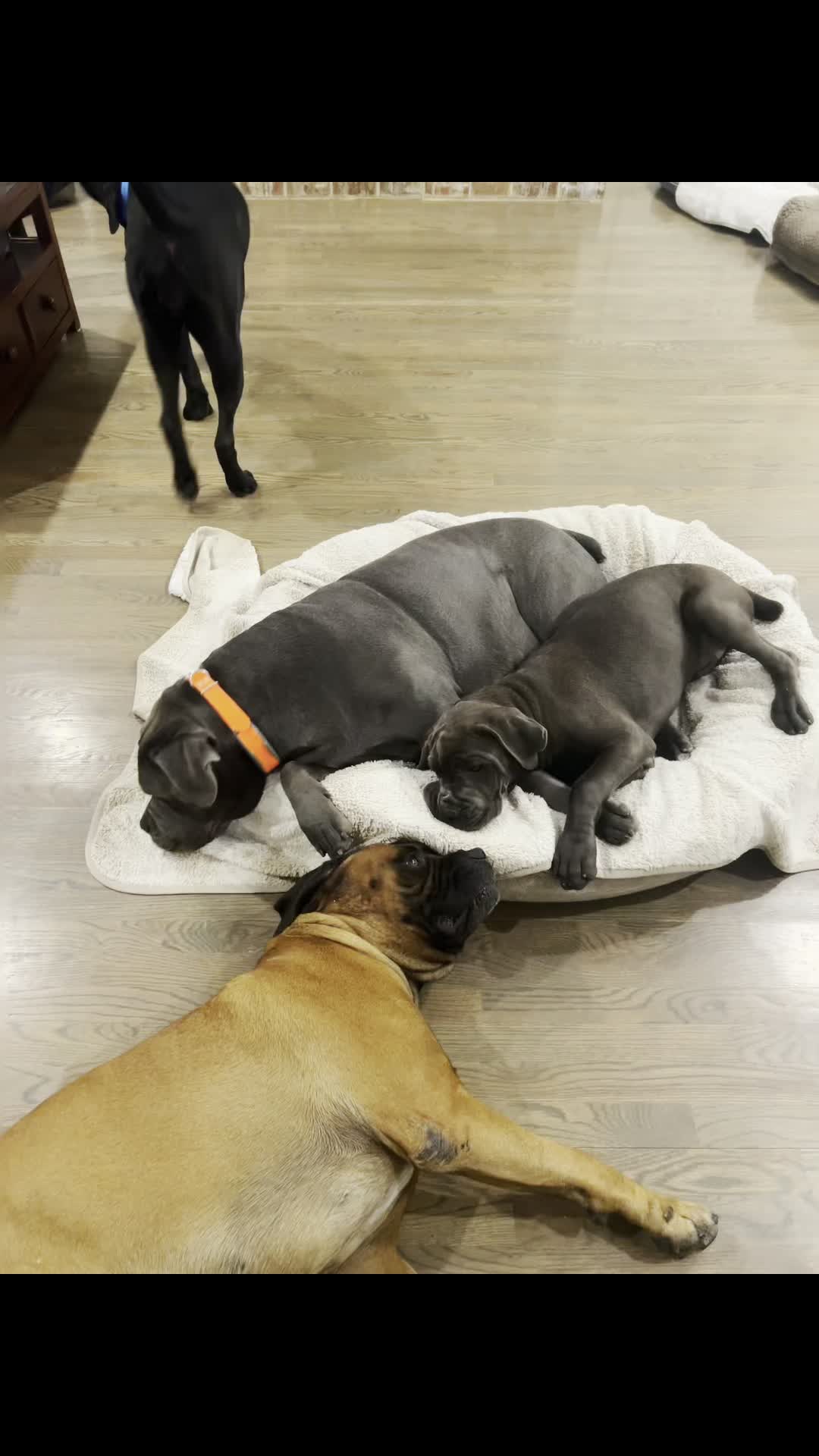 @Son of Atkin’s Cane Corso