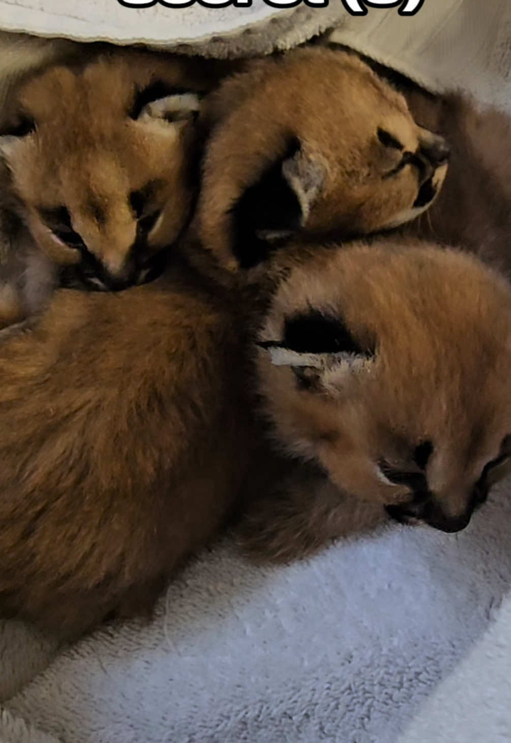 @The Wildcat Sanctuary