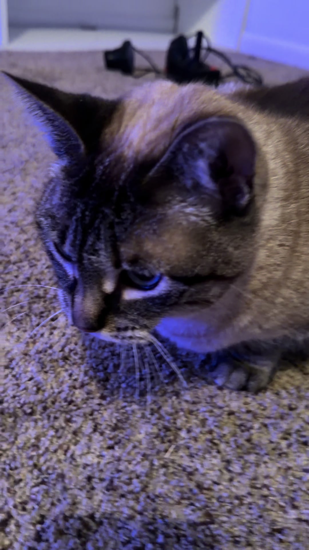 @PepperTheCat