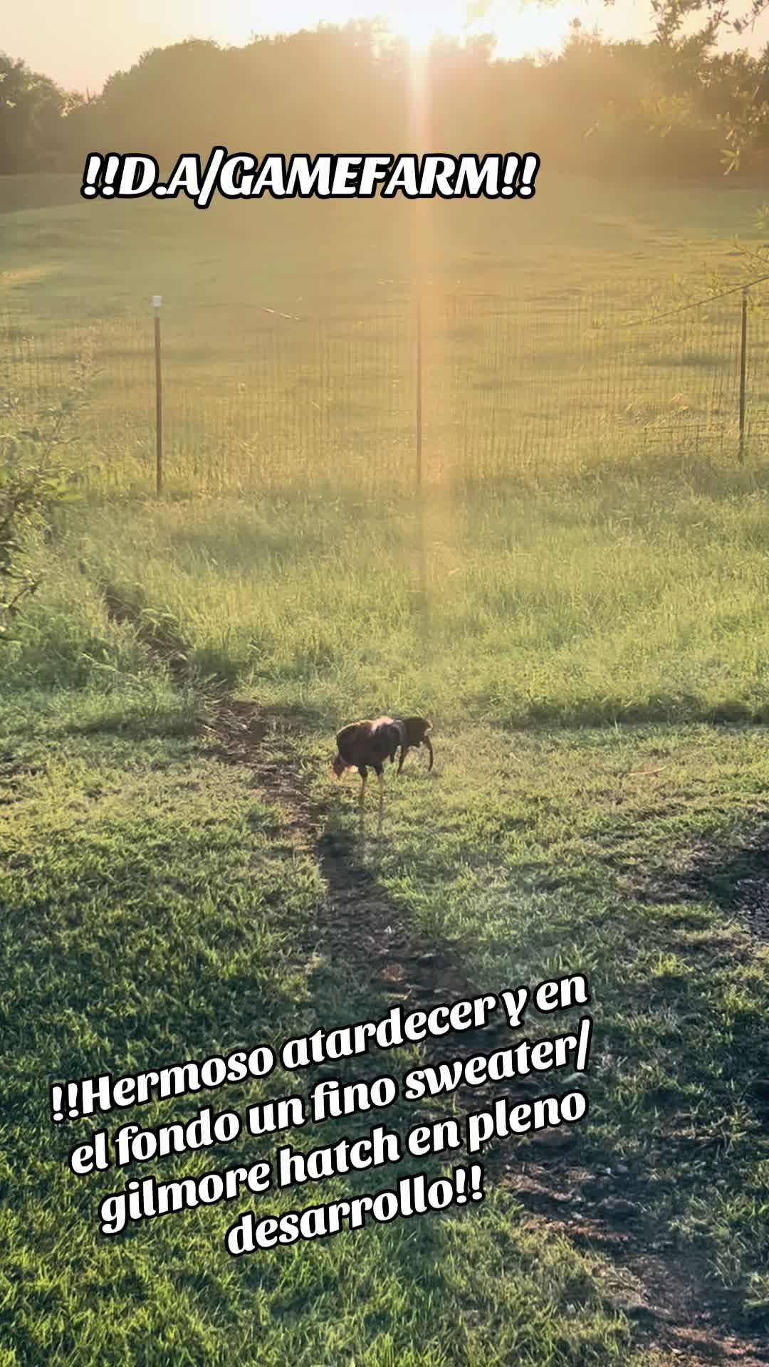 @DAgamefarm
