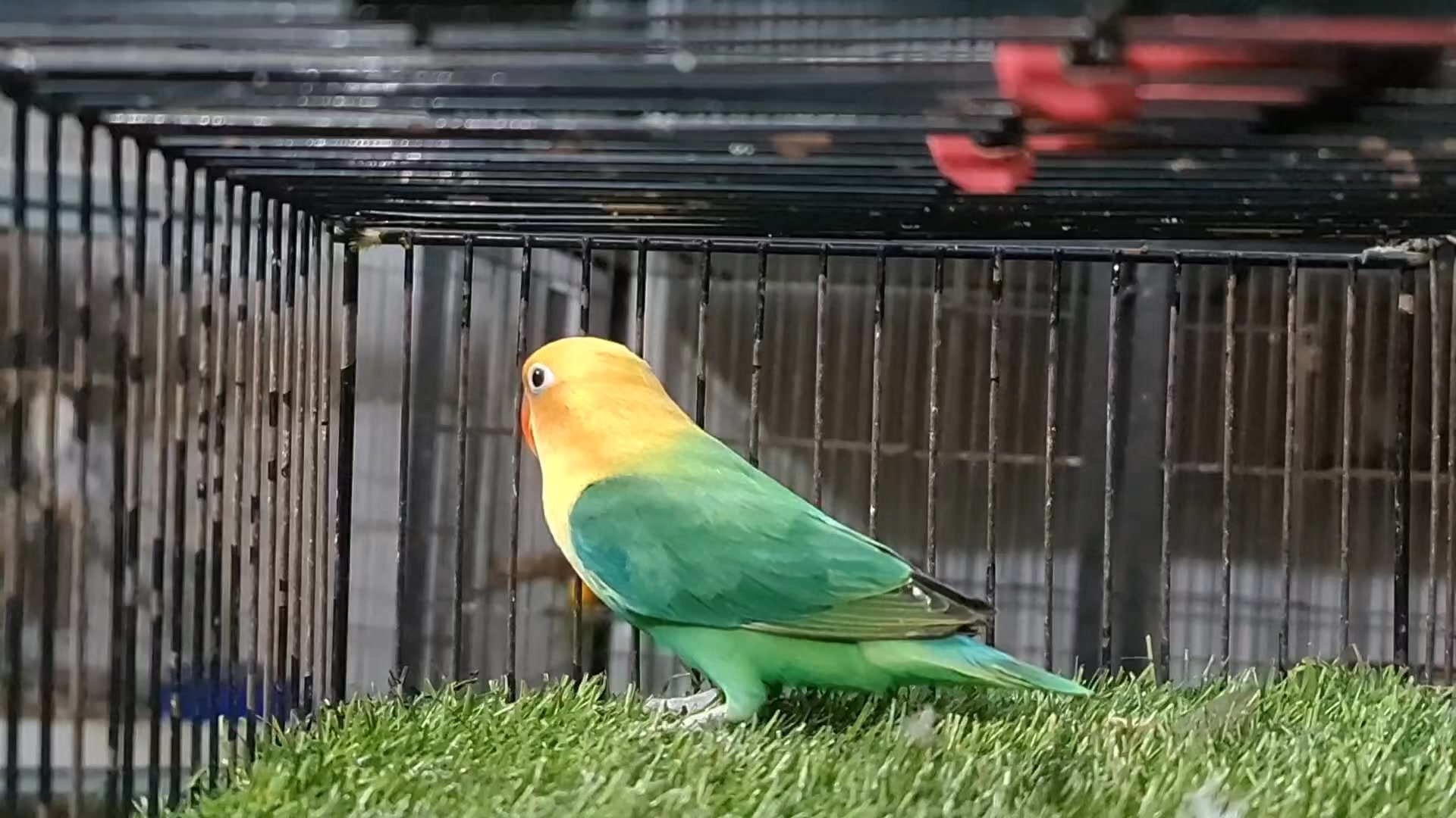 @ROYAL BIRD US