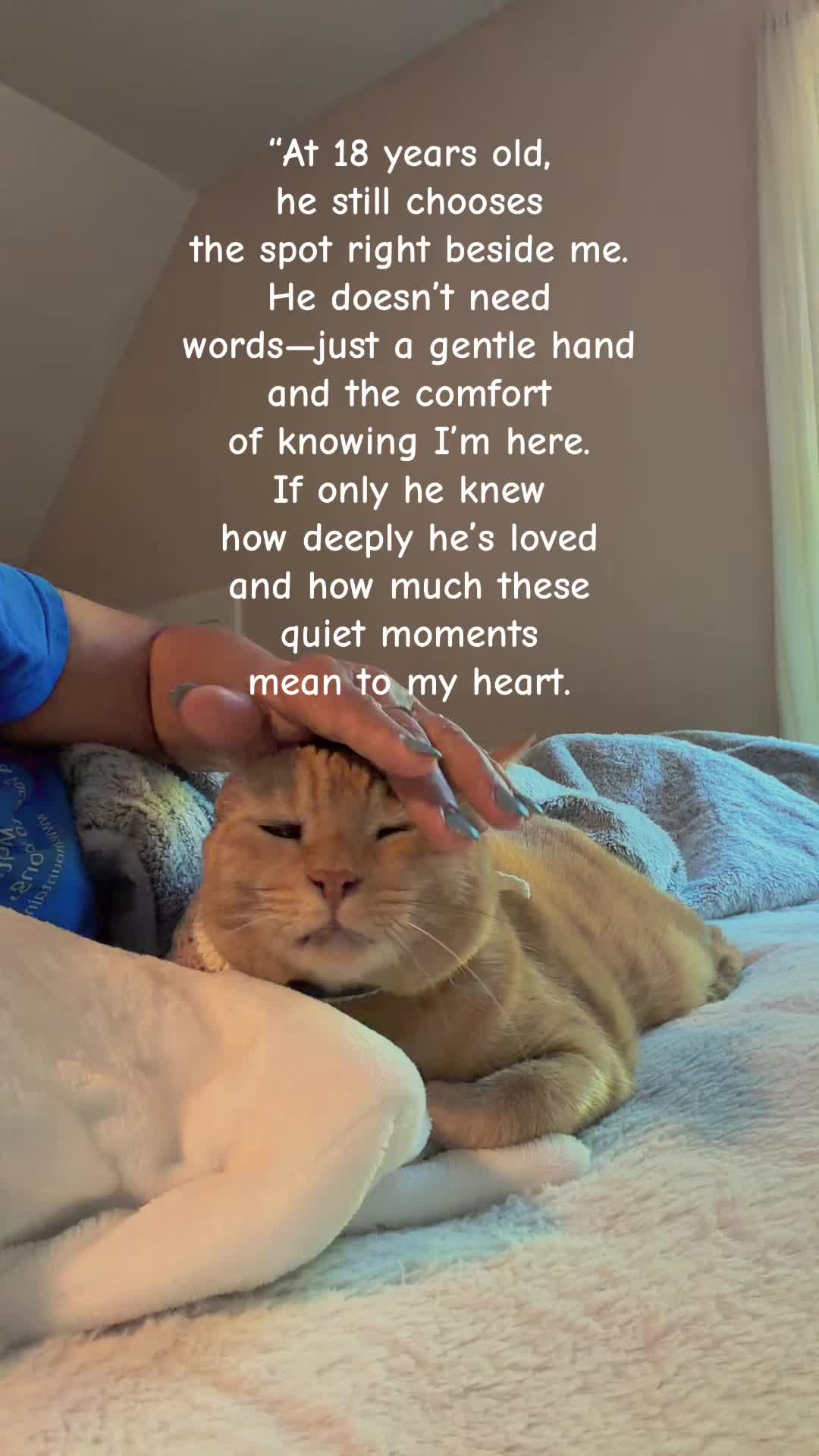 @POLLITO CAT