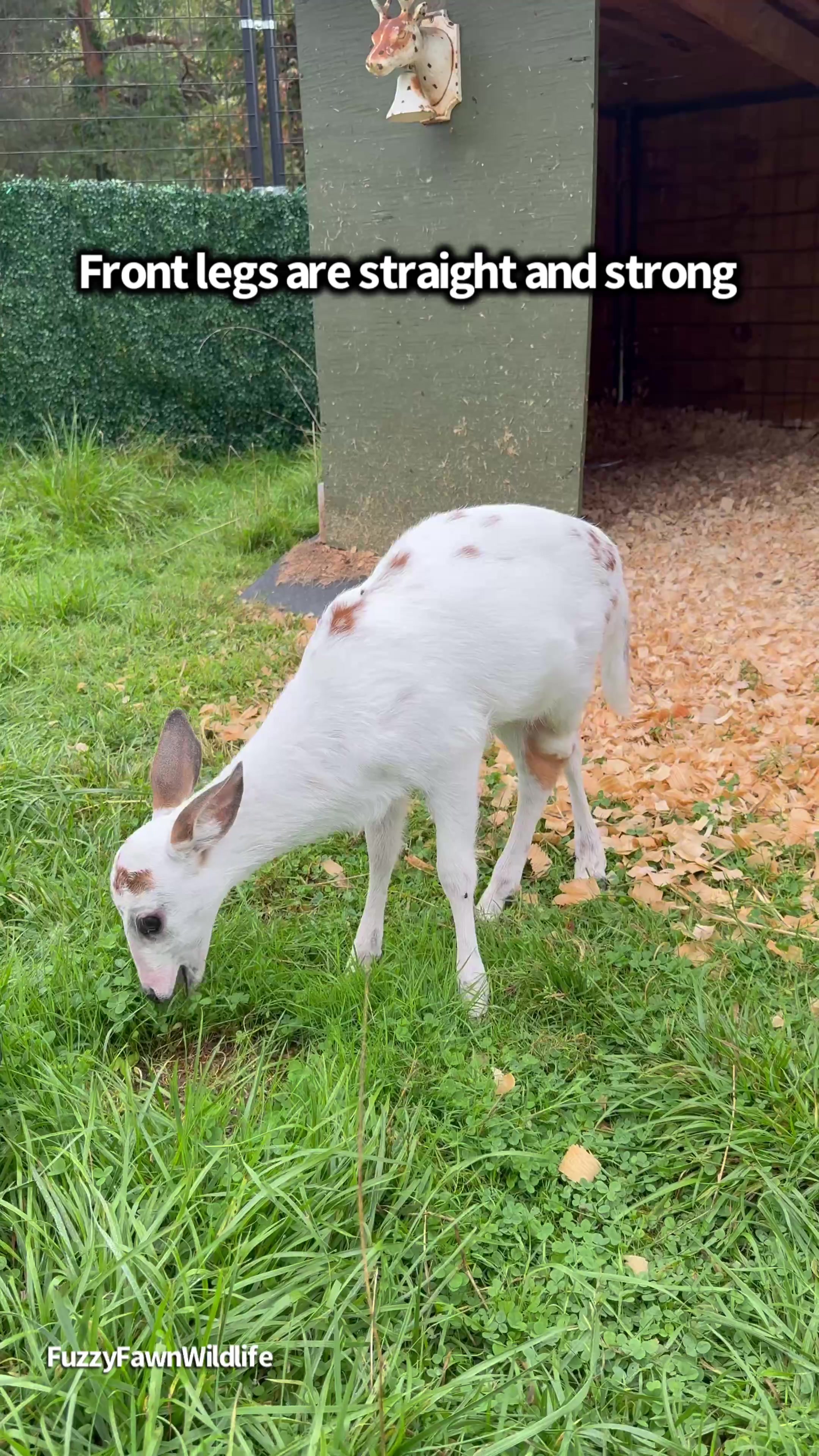 @Fuzzy Fawn Wildlife