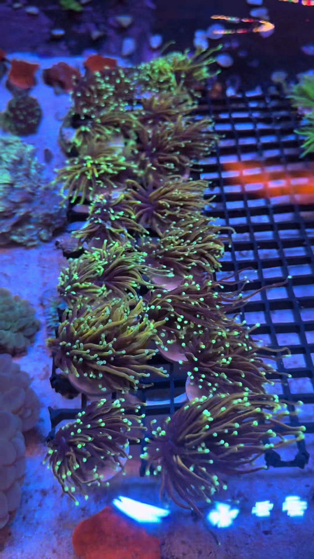 @fintastic aquariums