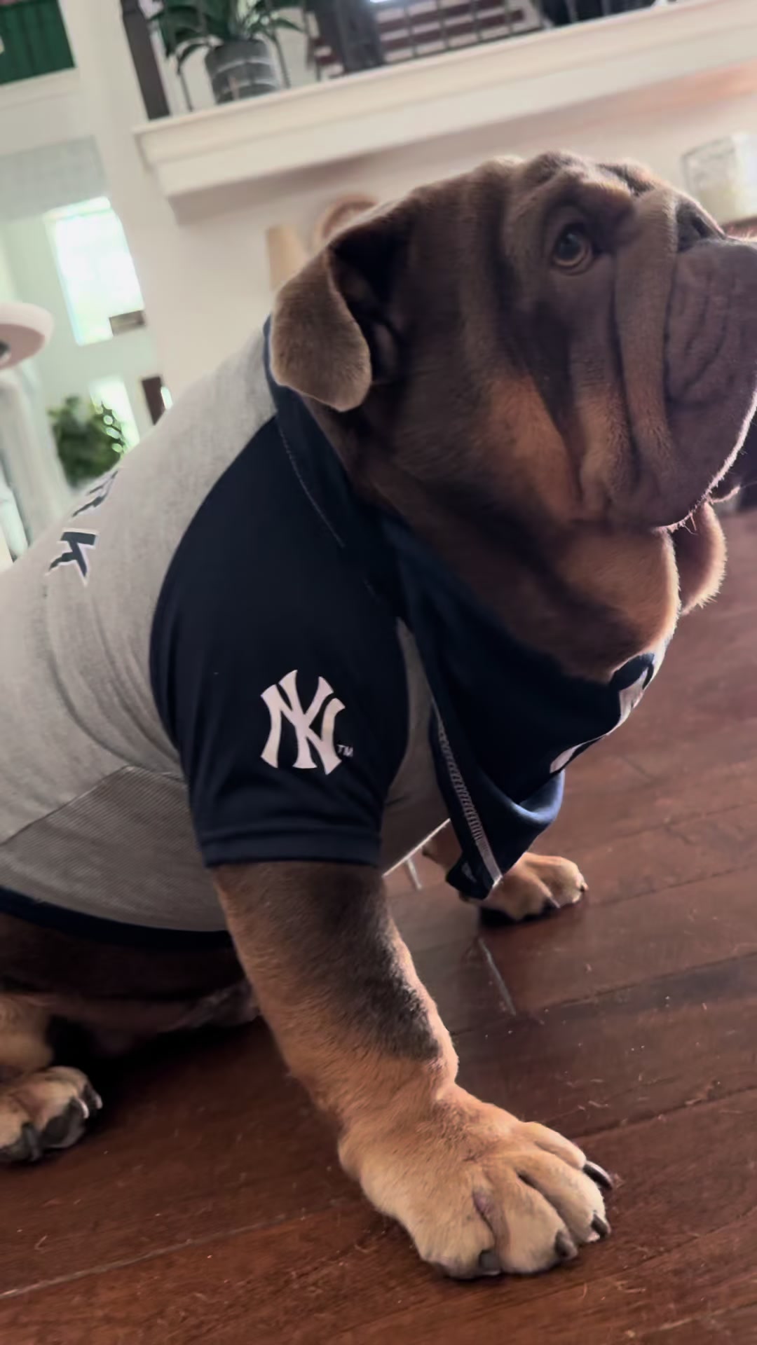 @RawlsTheBulldog