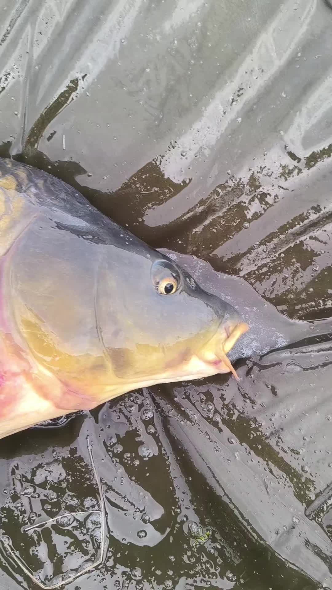 @Jocarpfishing