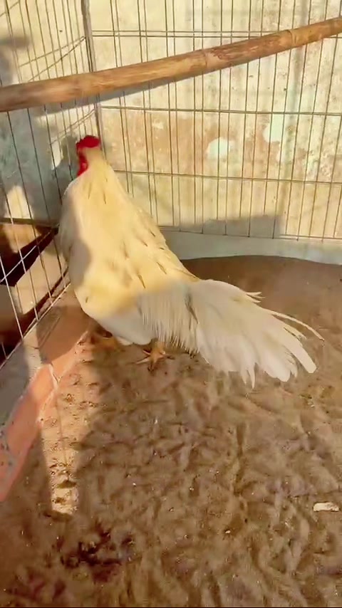 @Quốc Bảo ( baosting)