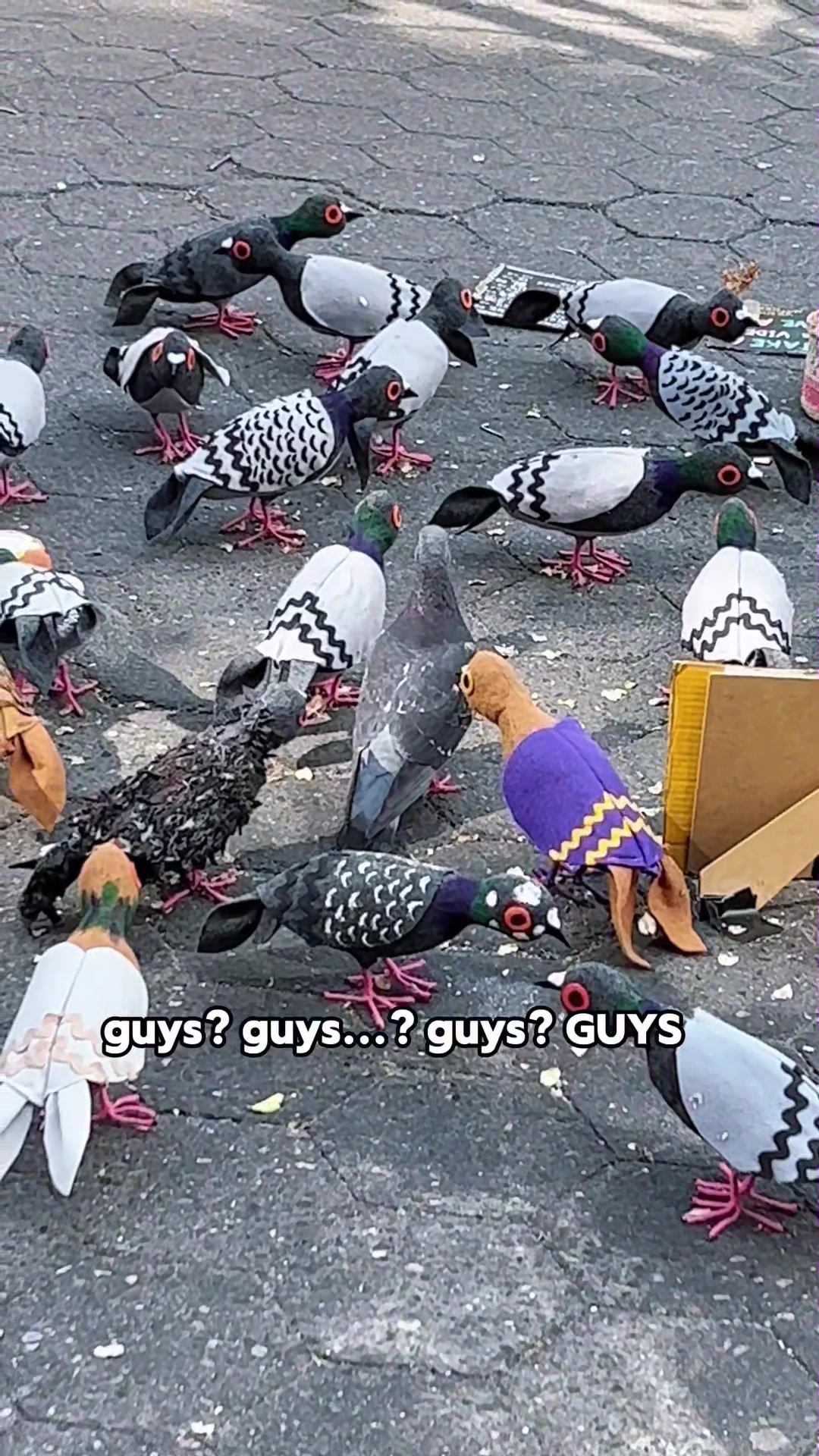 @Pet_lover