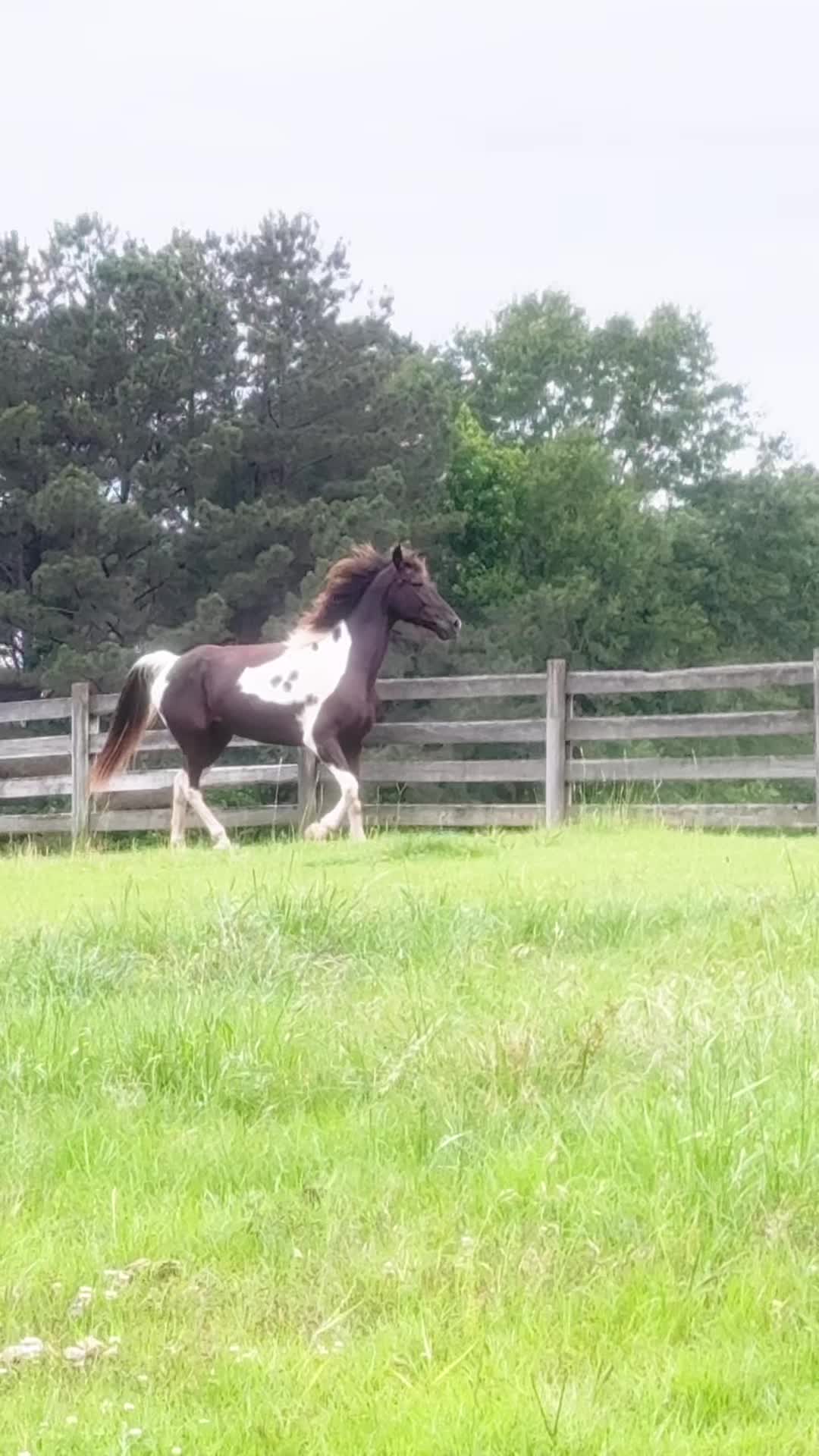 @MS Horse Rescue