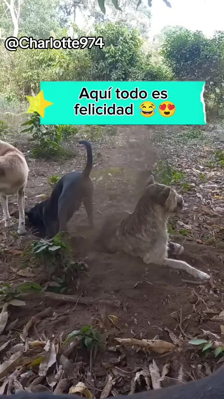 @Charlotte🐕&zwj;🦺🐈🐕🦬🐐🐎🐄🐒