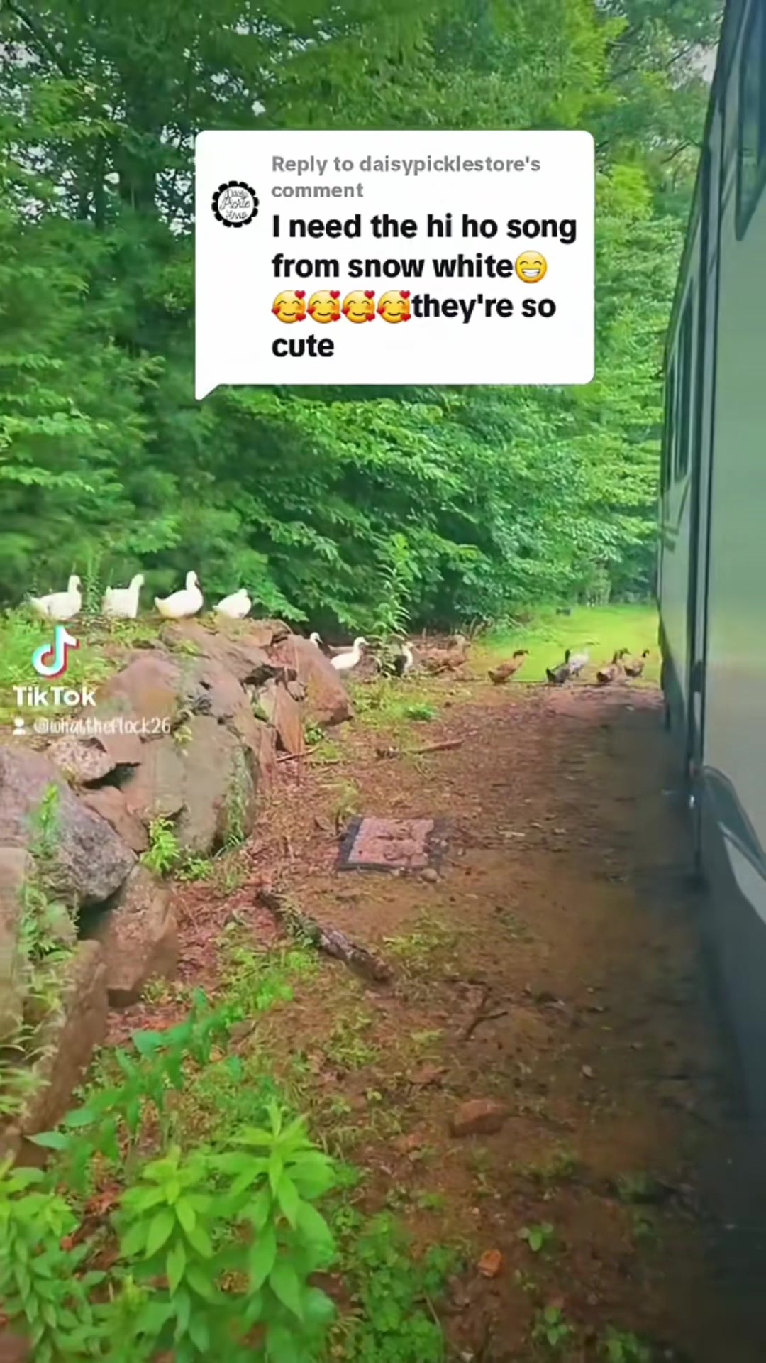 @Cluck and Waddle Farm Rescue