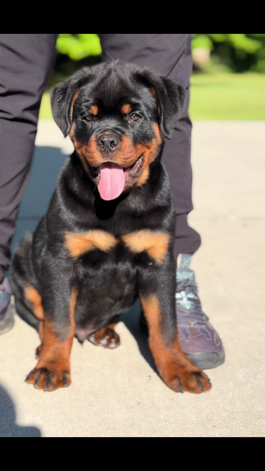 @King Vasko Rottweilers
