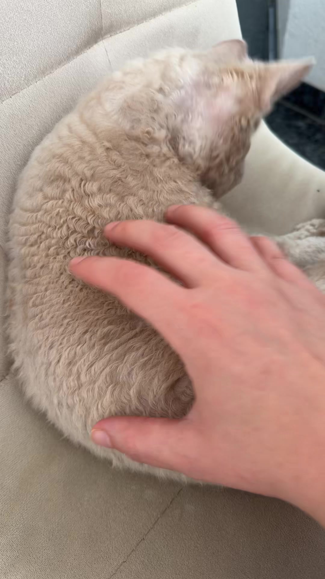 @TugbasCats