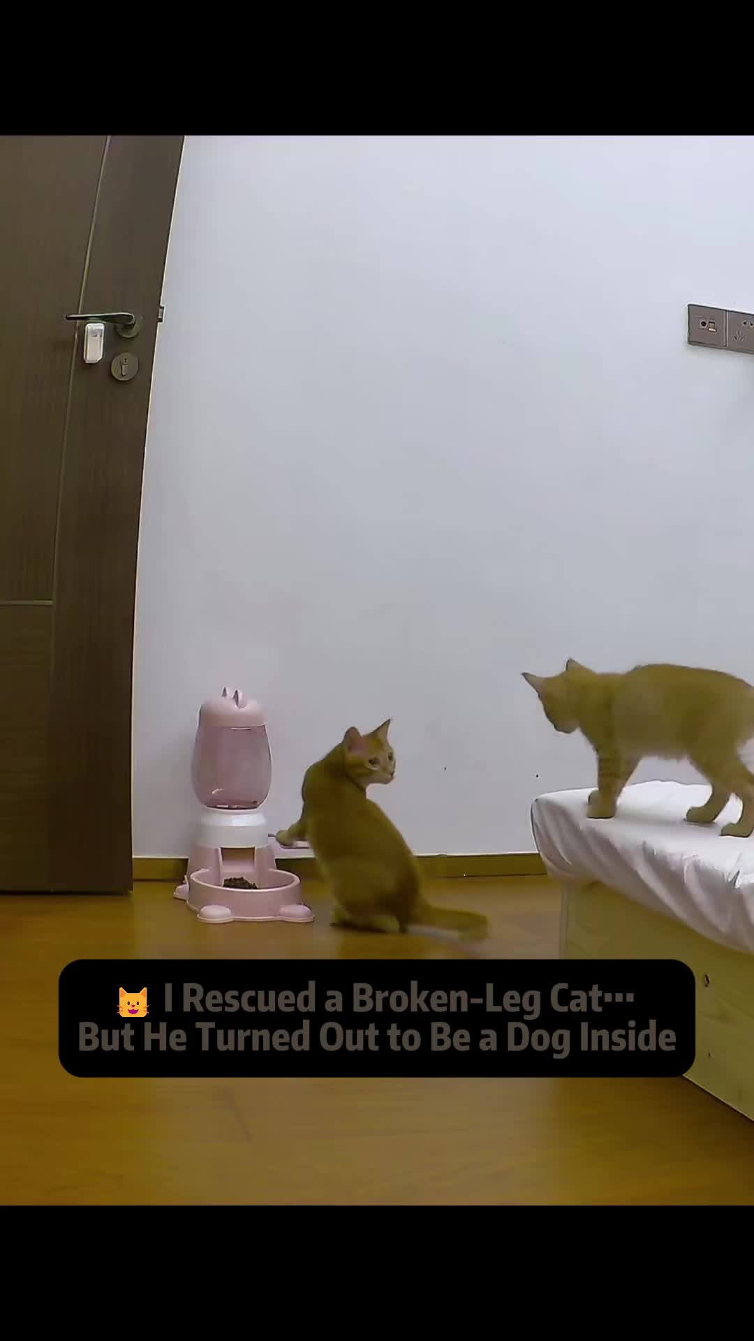 @Stray Cat Talkz