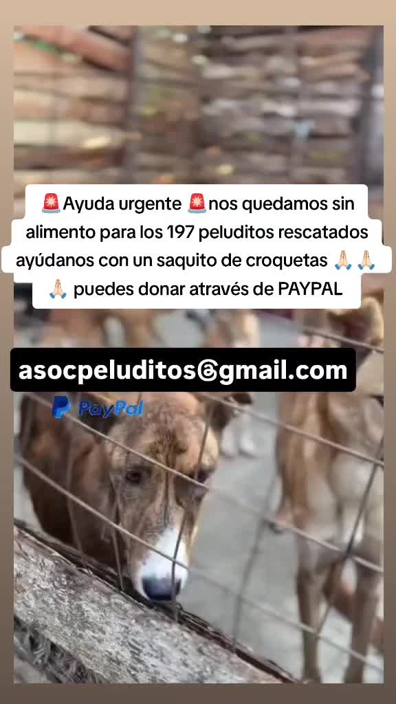 @Asoc. Peluditos