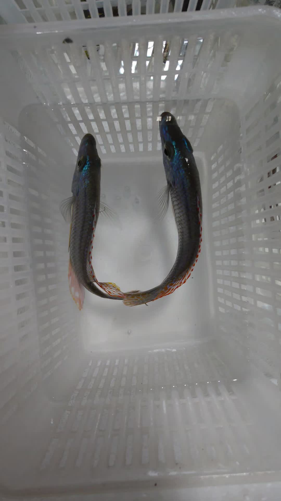 @Long life pet fish co. Ltd