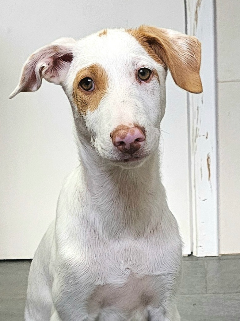 @Tierschutzhunde-Azoren