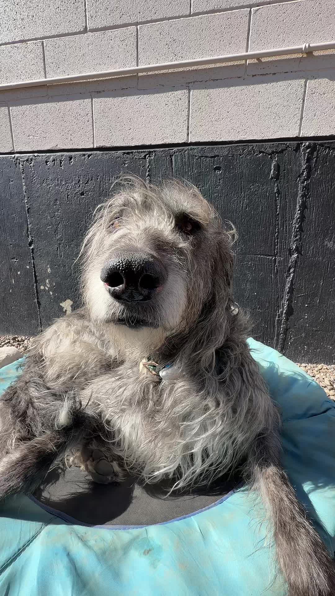 @Squish & Charlie's Dog Daycare