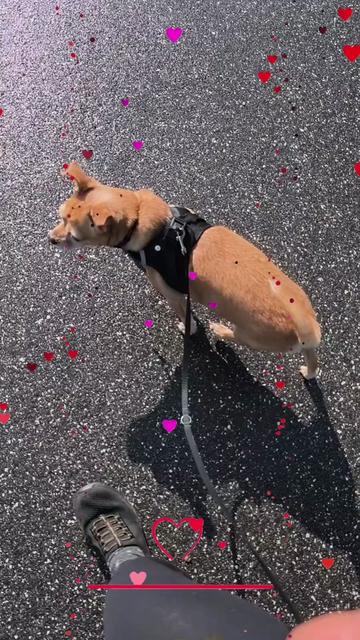 @🏳️🌈Kathi❤️Milow🐕❤️