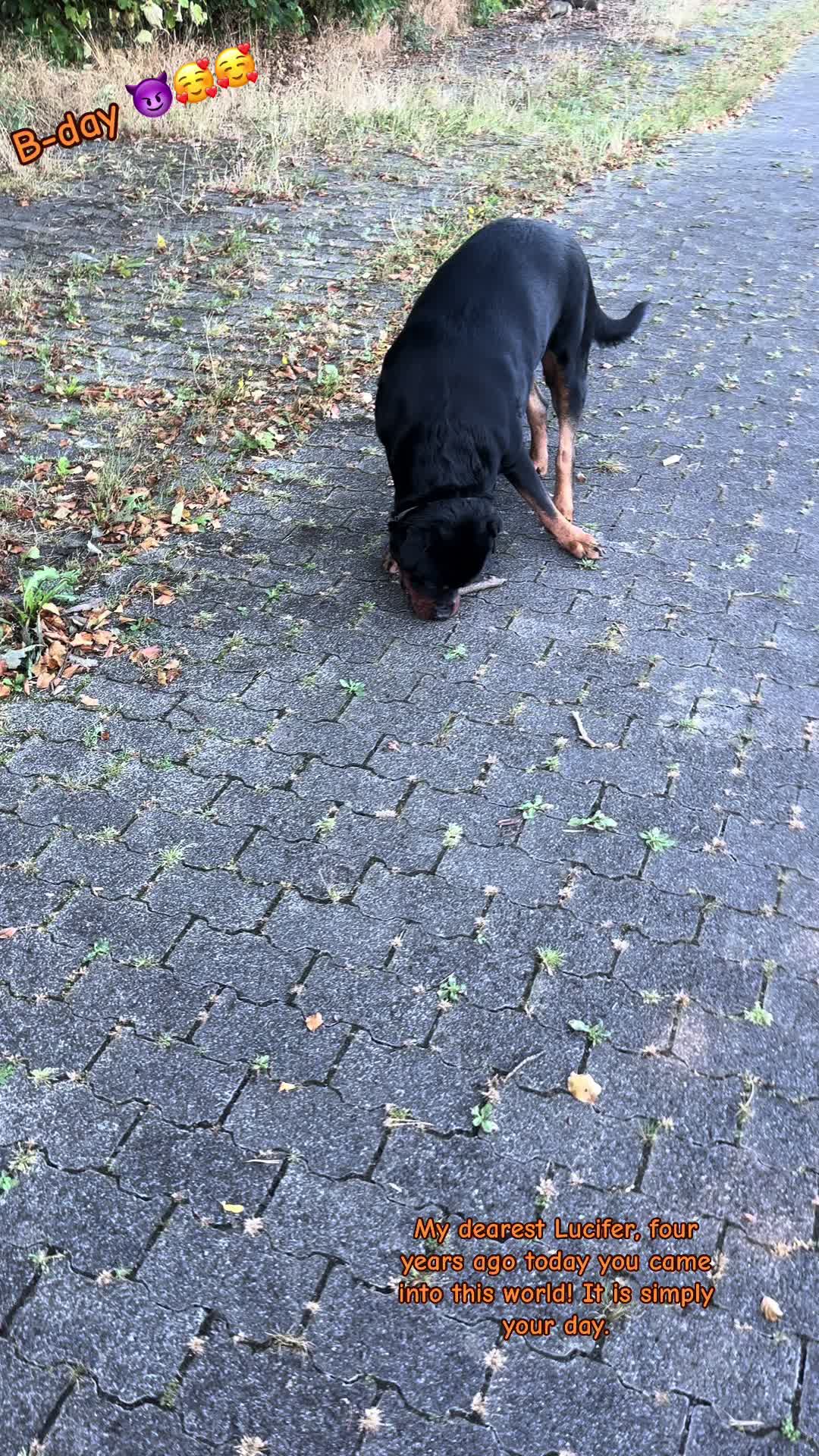 @Lucifer_Rottweiler