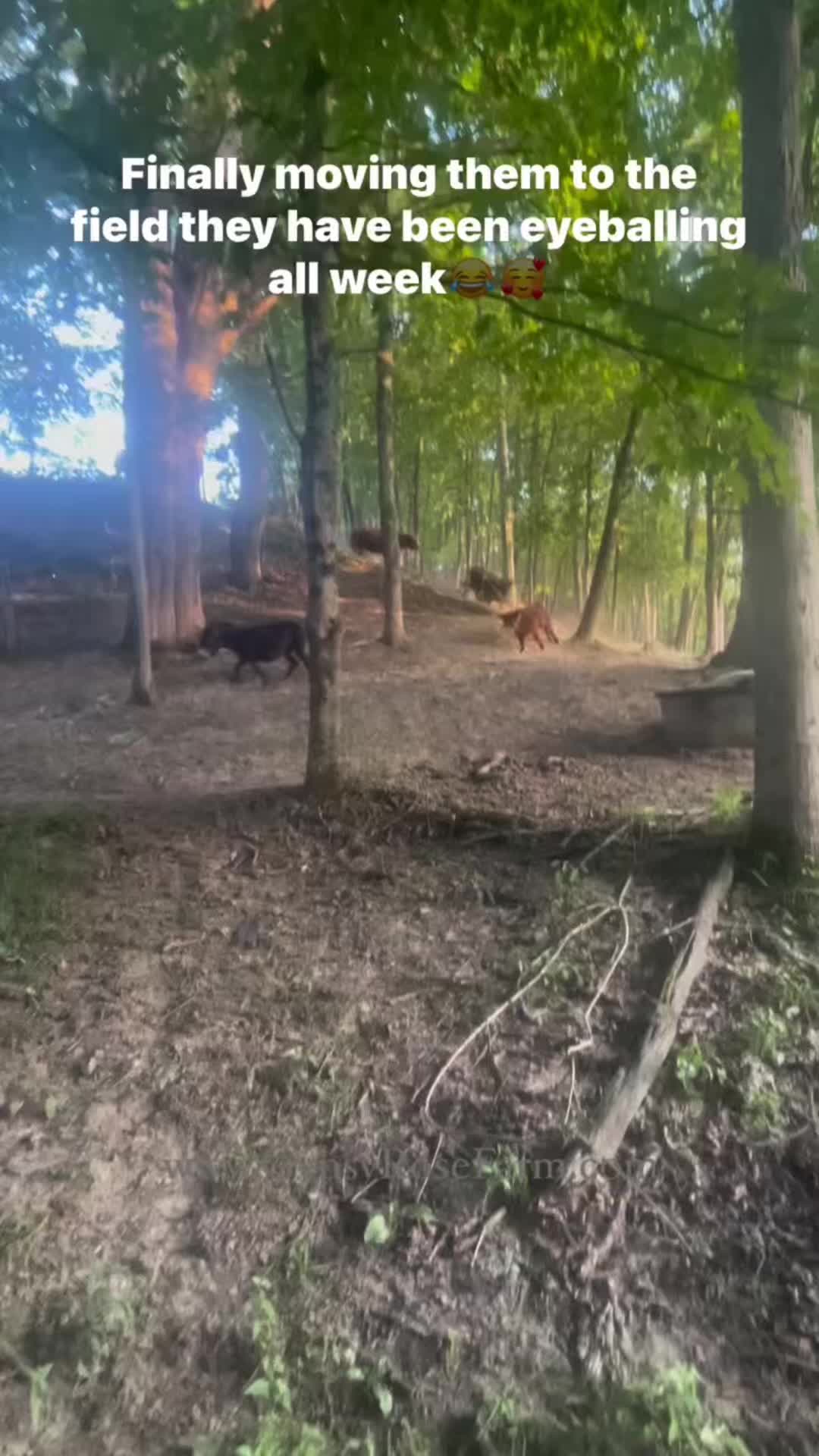 @Gypsy Rose Farm, LLC