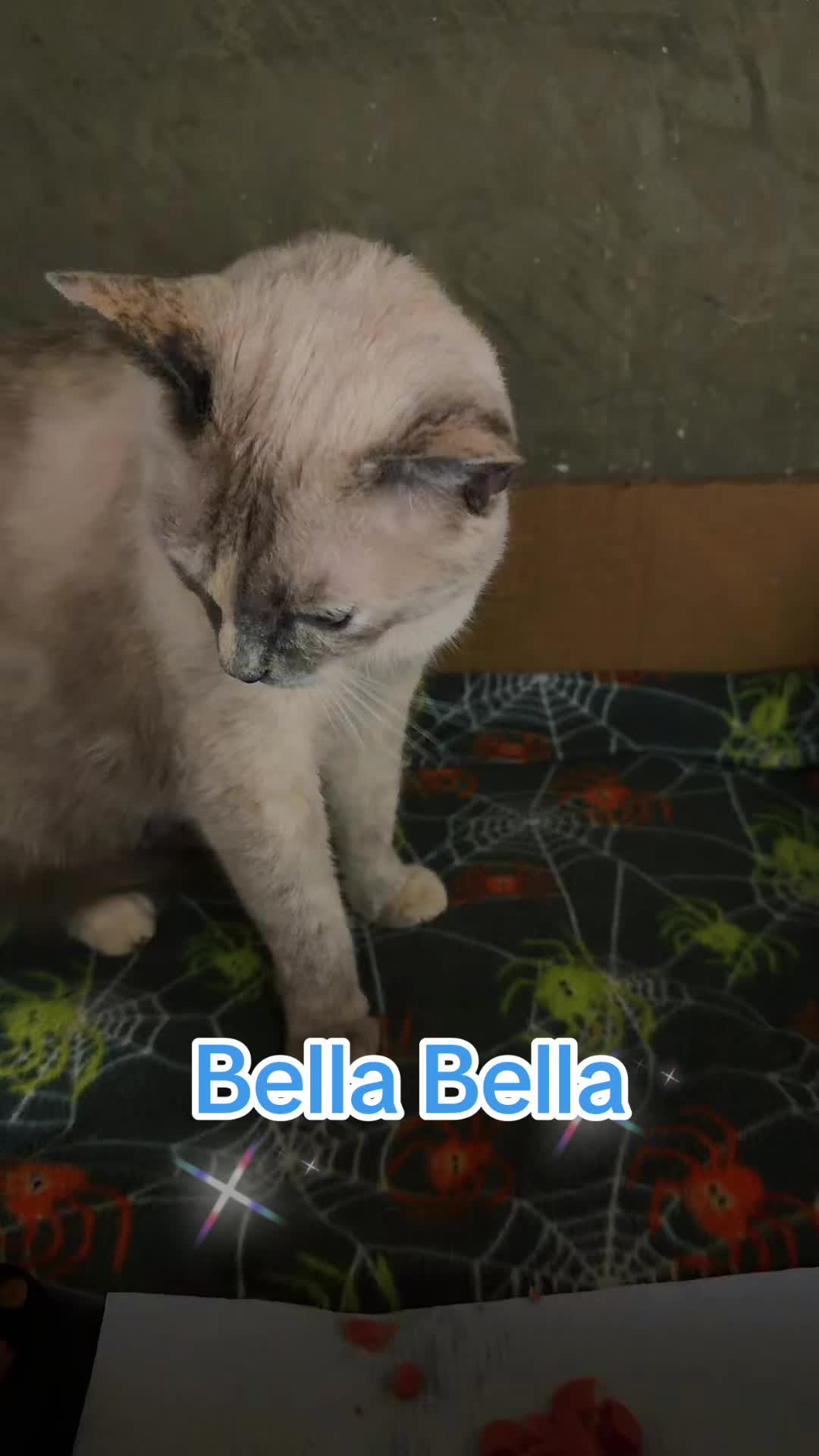 @Amri Gatitos