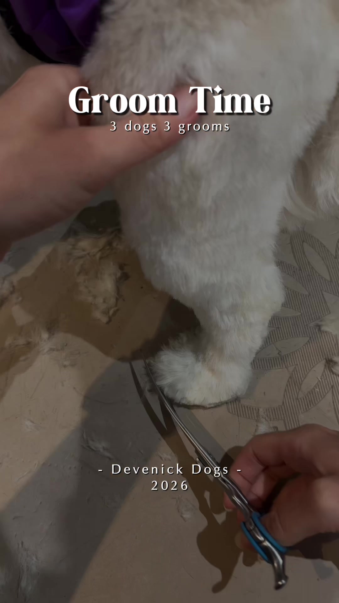 @DevenickDogs
