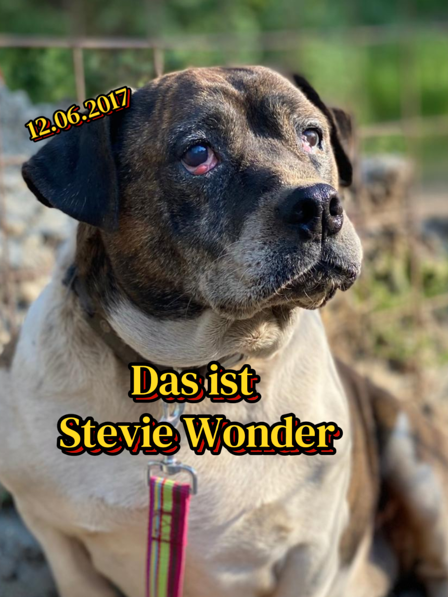@Hundehilfe Bakony e.V.