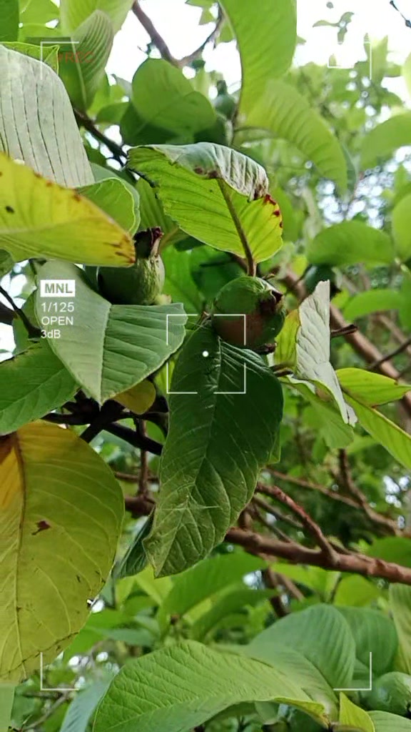 @pramod yadav