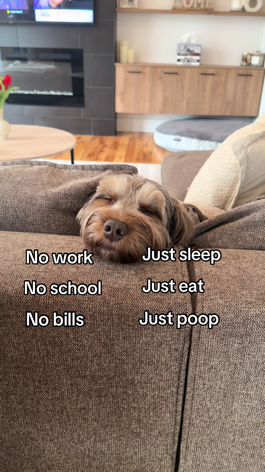 @Dogs Made Simple
