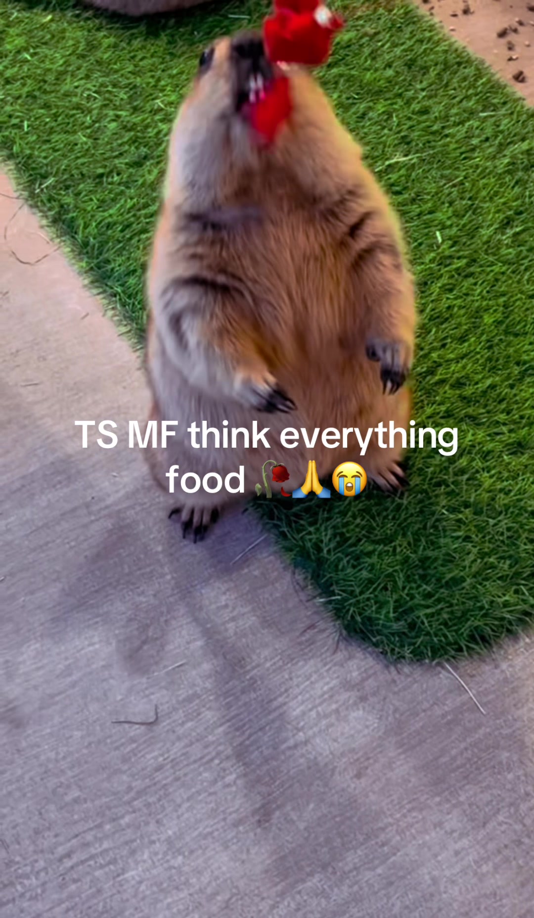 @Mr. Marmot