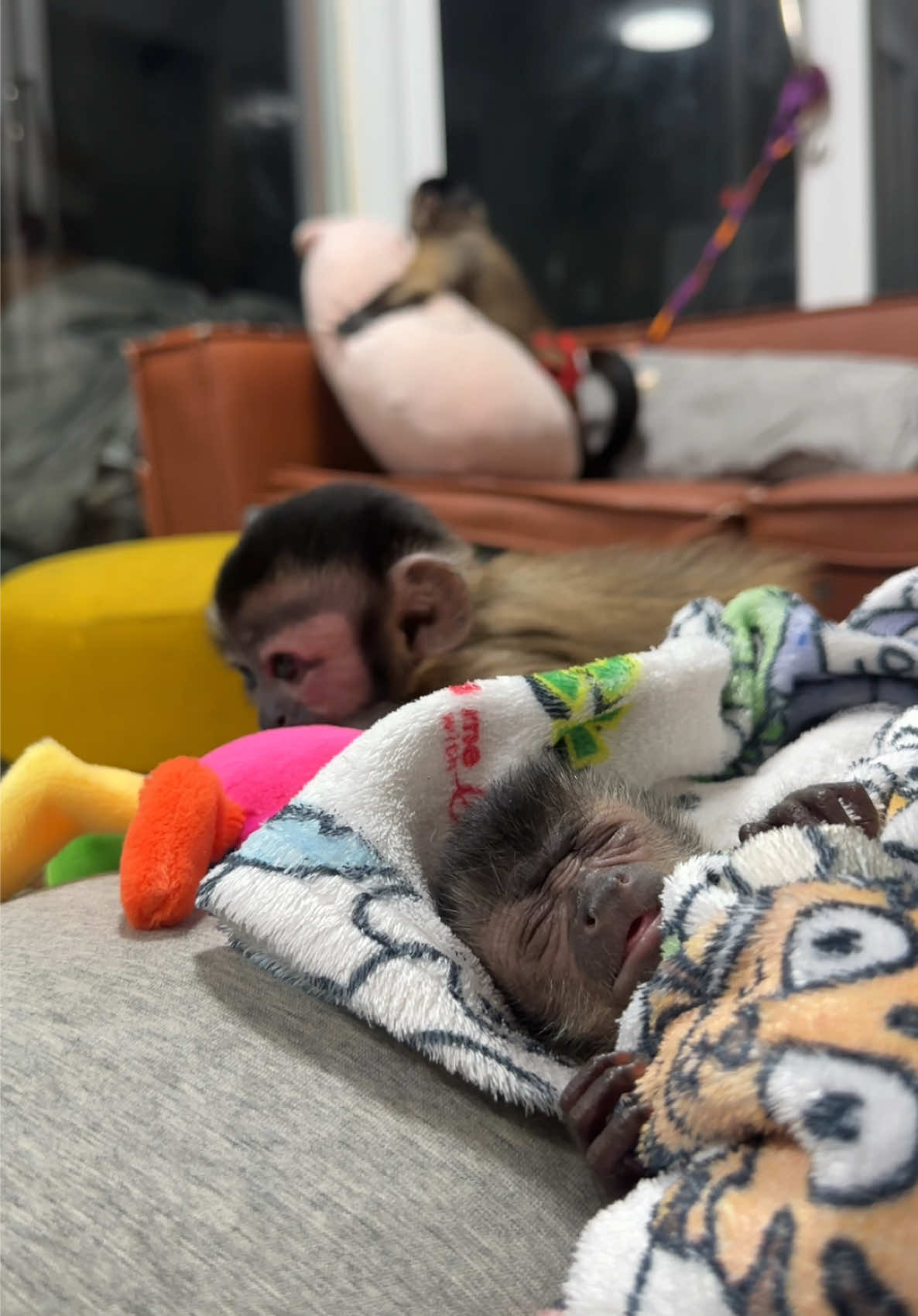 @Gutjang Capuchin