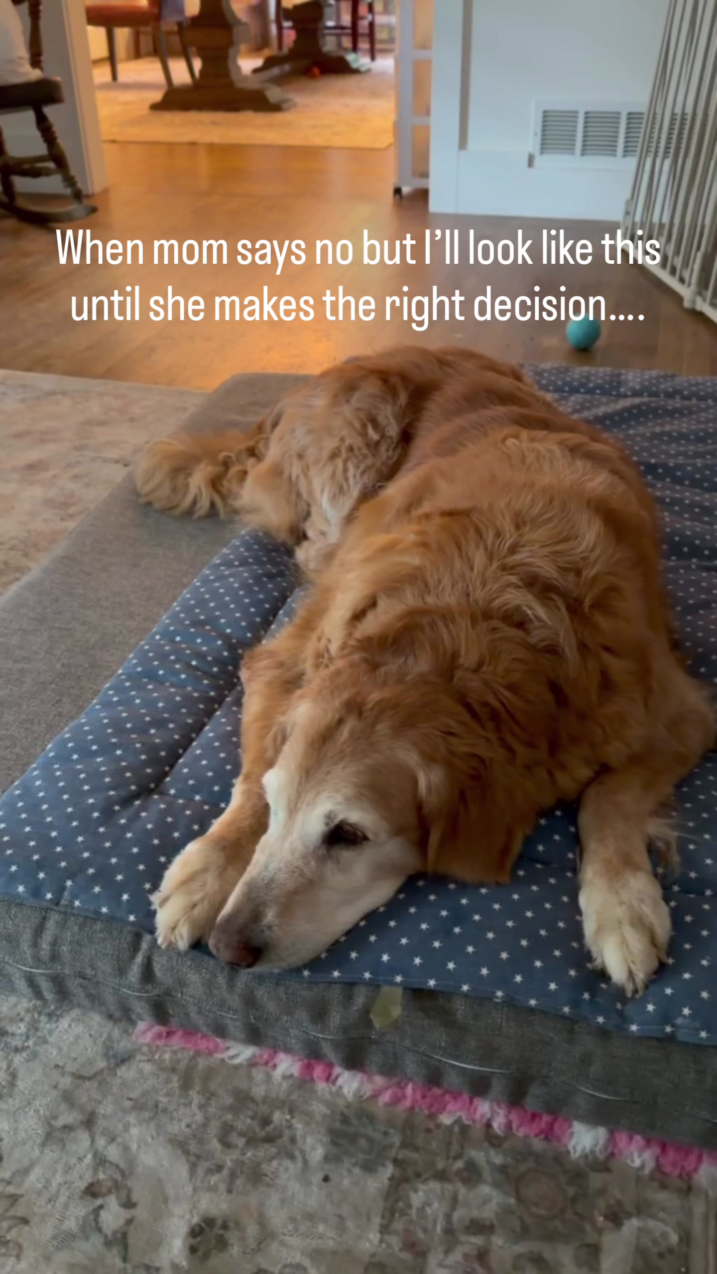 @DogMomisms