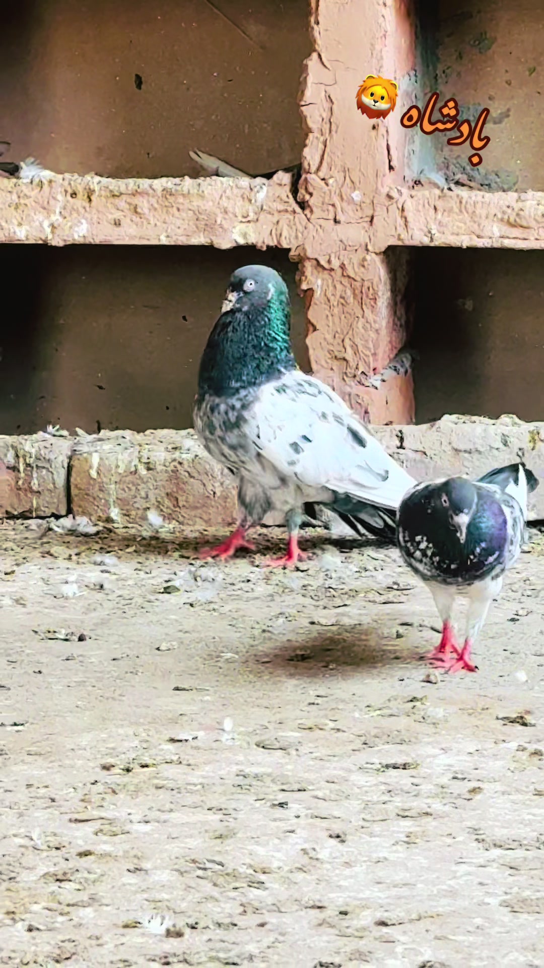 @شوق 🫀