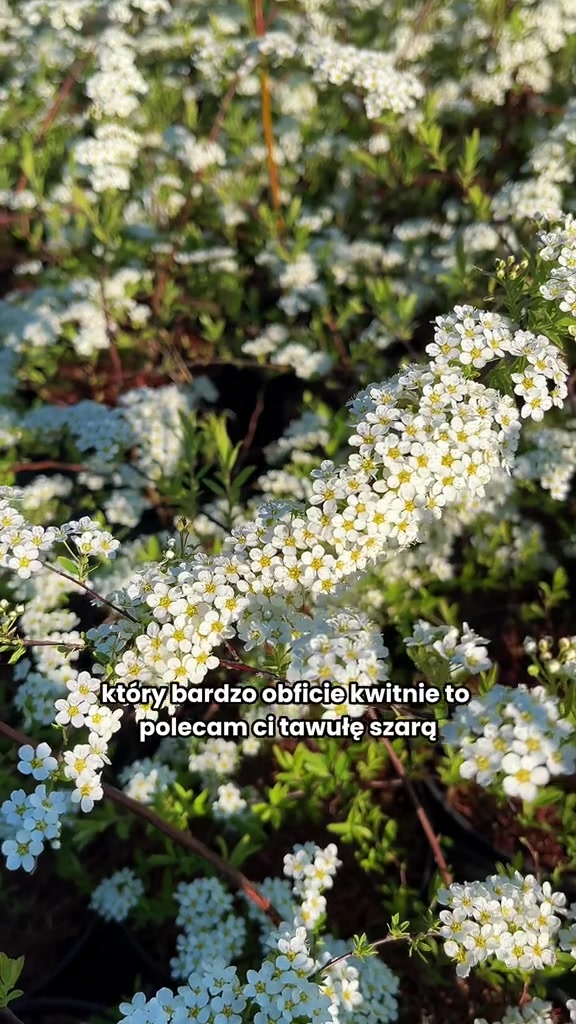 @Ogrodnik Doskonały